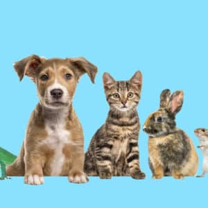 Pet Retail & Animal Health Industry Update & 2025 Outlook