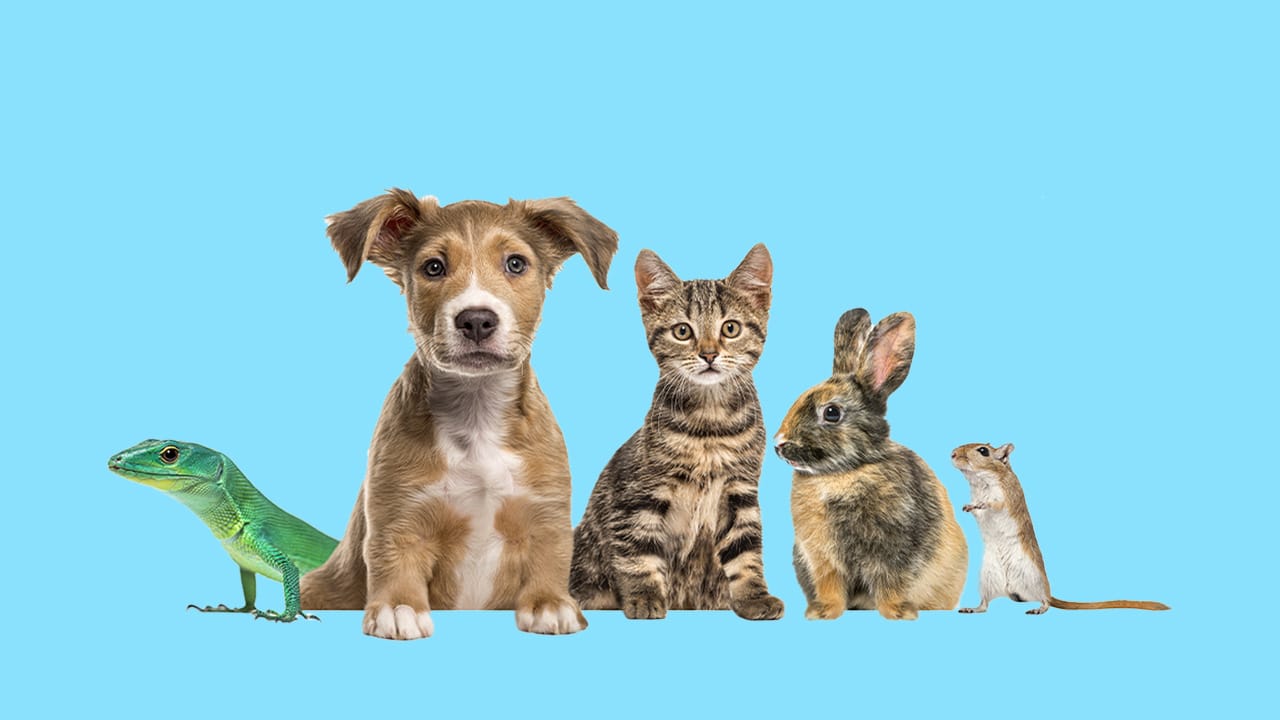 Pet Retail & Animal Health Industry Update & 2025 Outlook